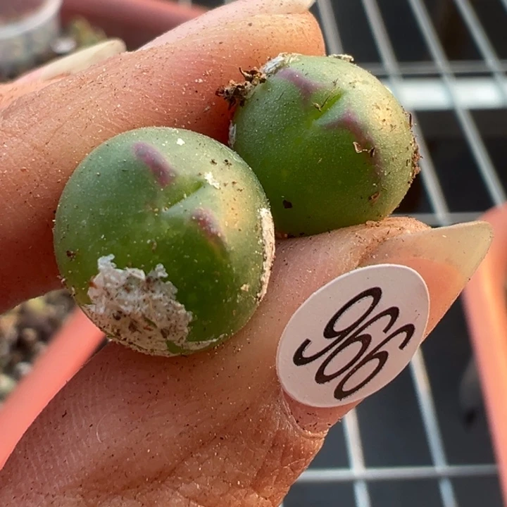 966好1111111 满30包邮