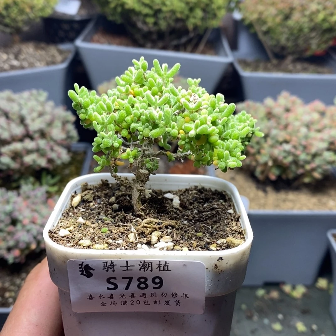 789小小米枝干番杏