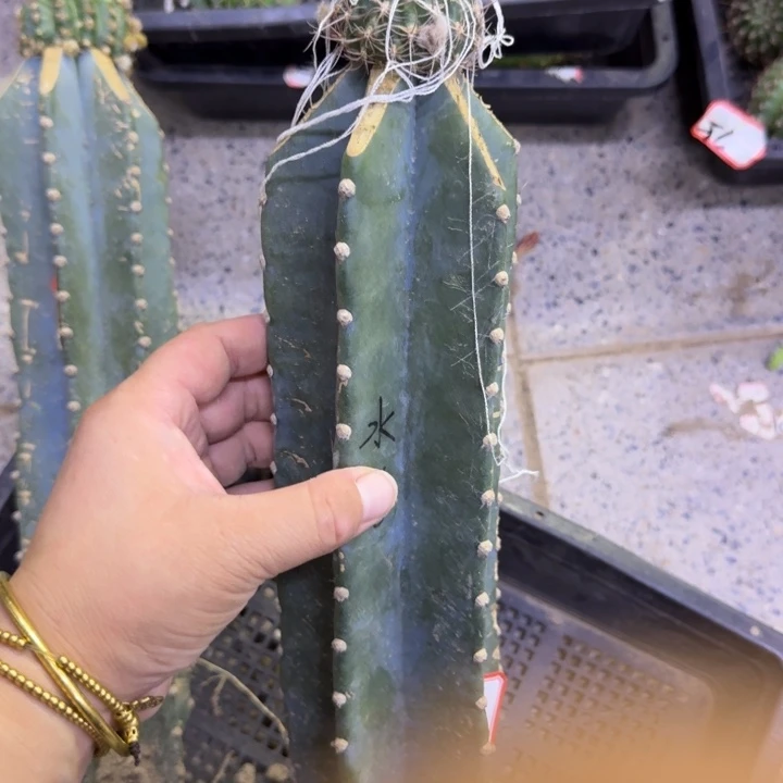 水花量天尺嫁接3公分左右