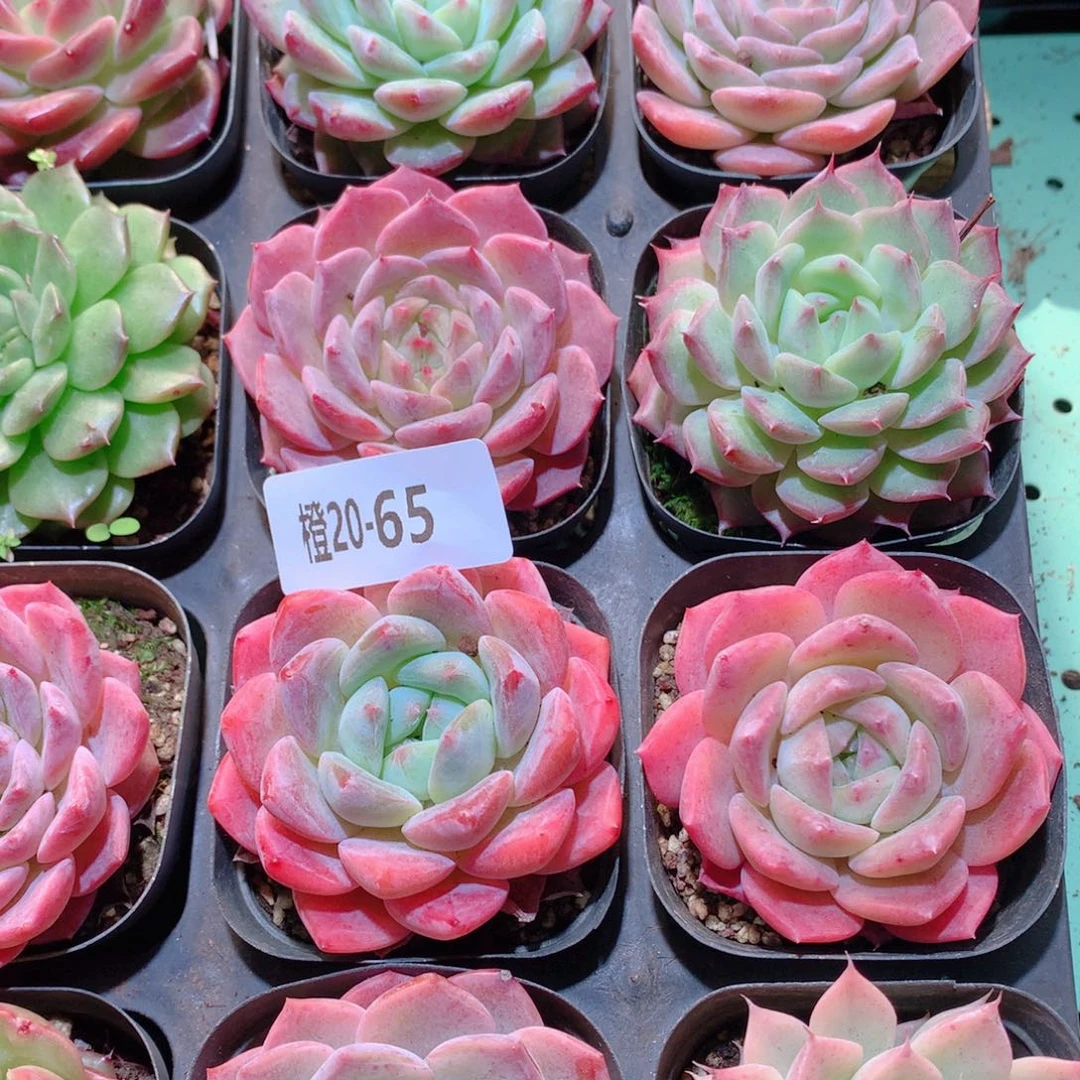 20-65一物一拍多肉带盆16颗