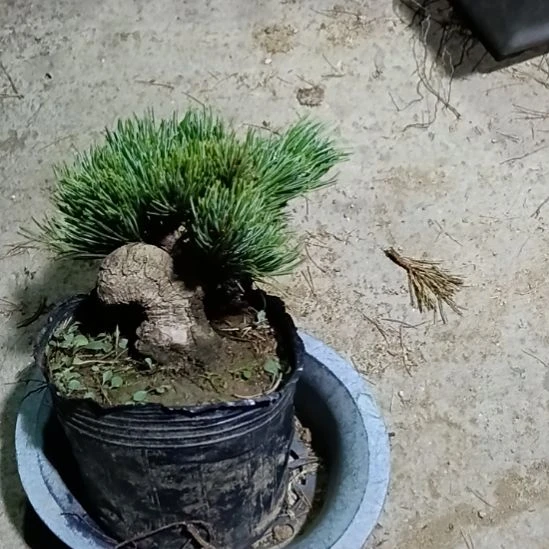 贵品大板松宫岛盆景微型