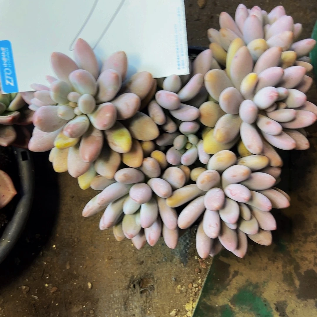11号一物一拍脱土包邮