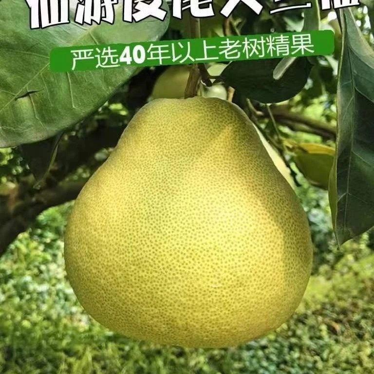 佳佳福建仙游度尾文旦柚红心蜜柚新鲜应季酸甜多汁孕妇水果