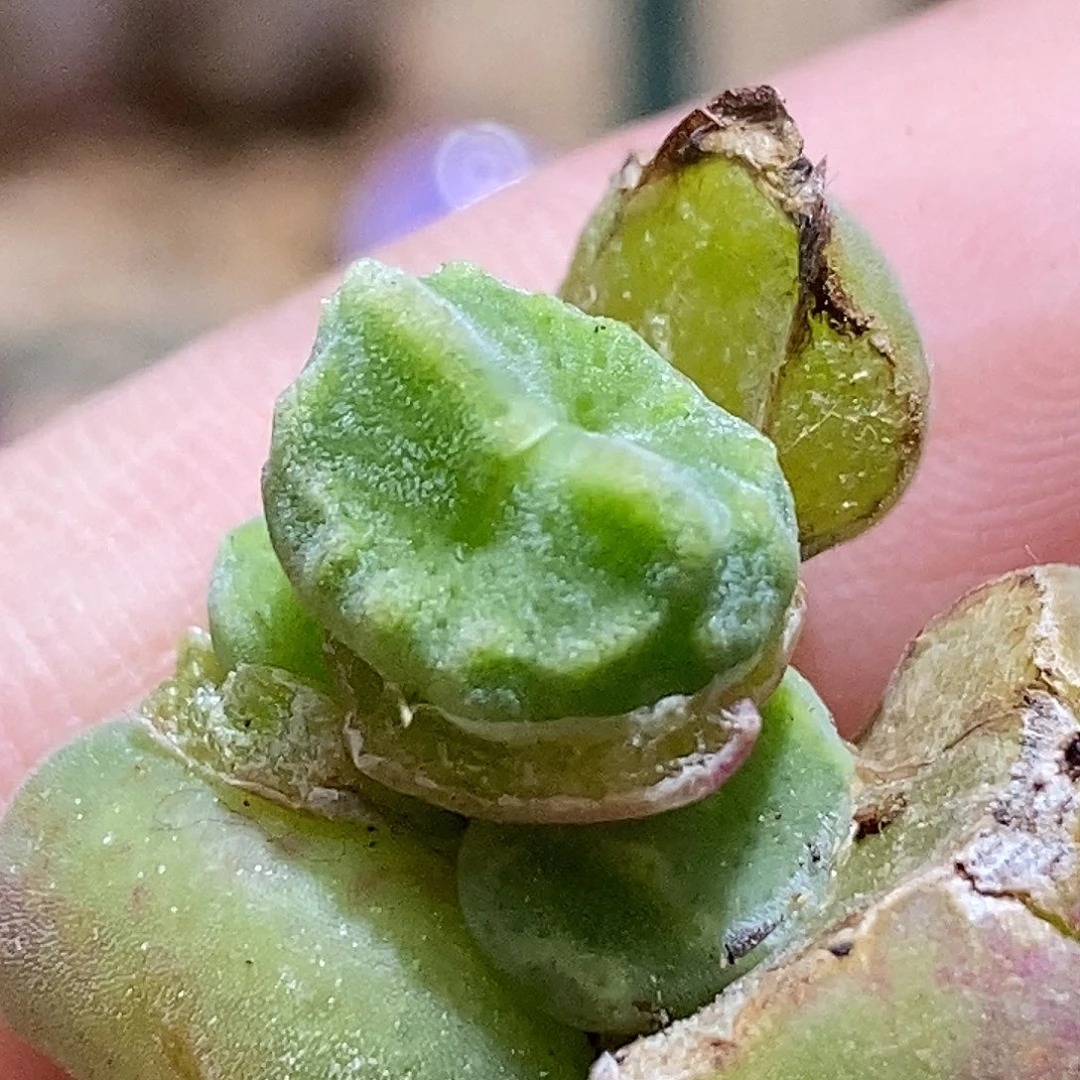 ?3-0487好看好看好看