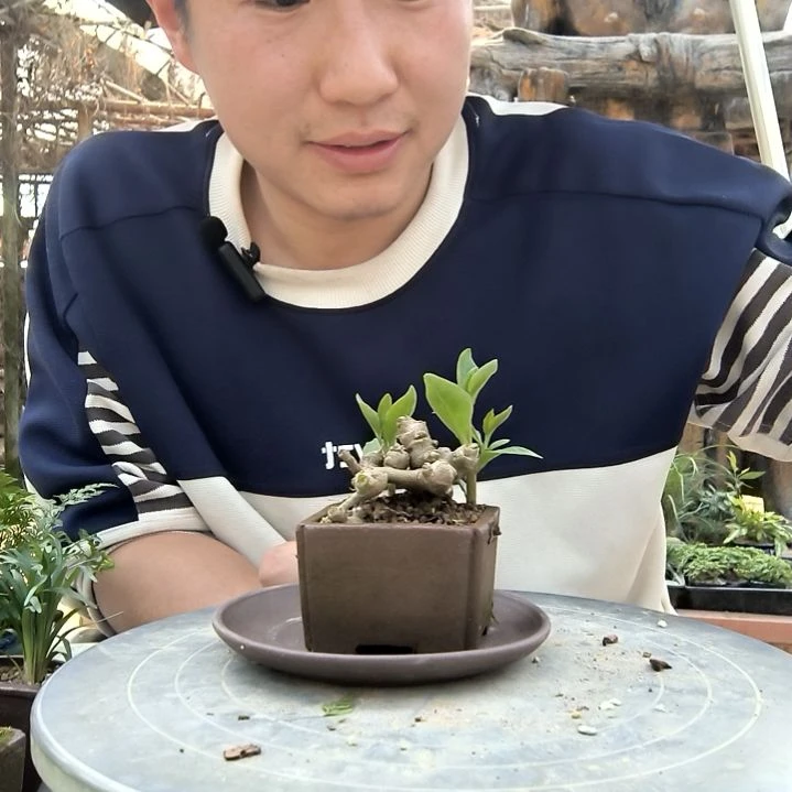 兰*小盆景小植物一物一拍104