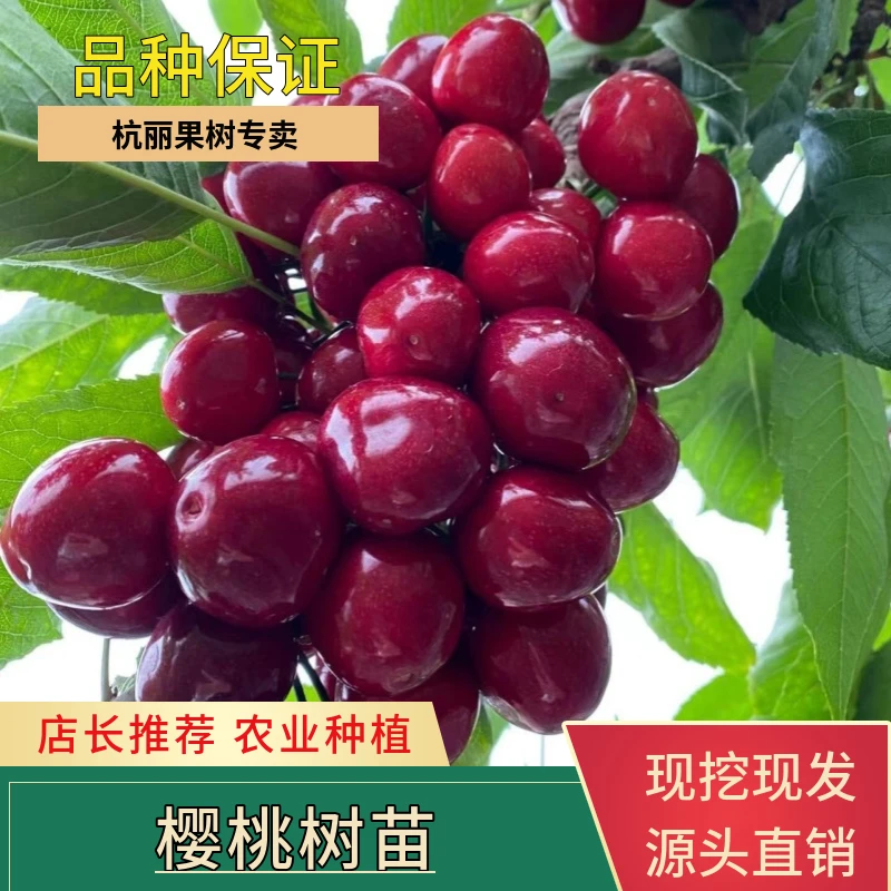 |【现挖现卖】正宗樱桃树苗车厘子黑珍珠南方盆栽地栽嫁接6年苗
