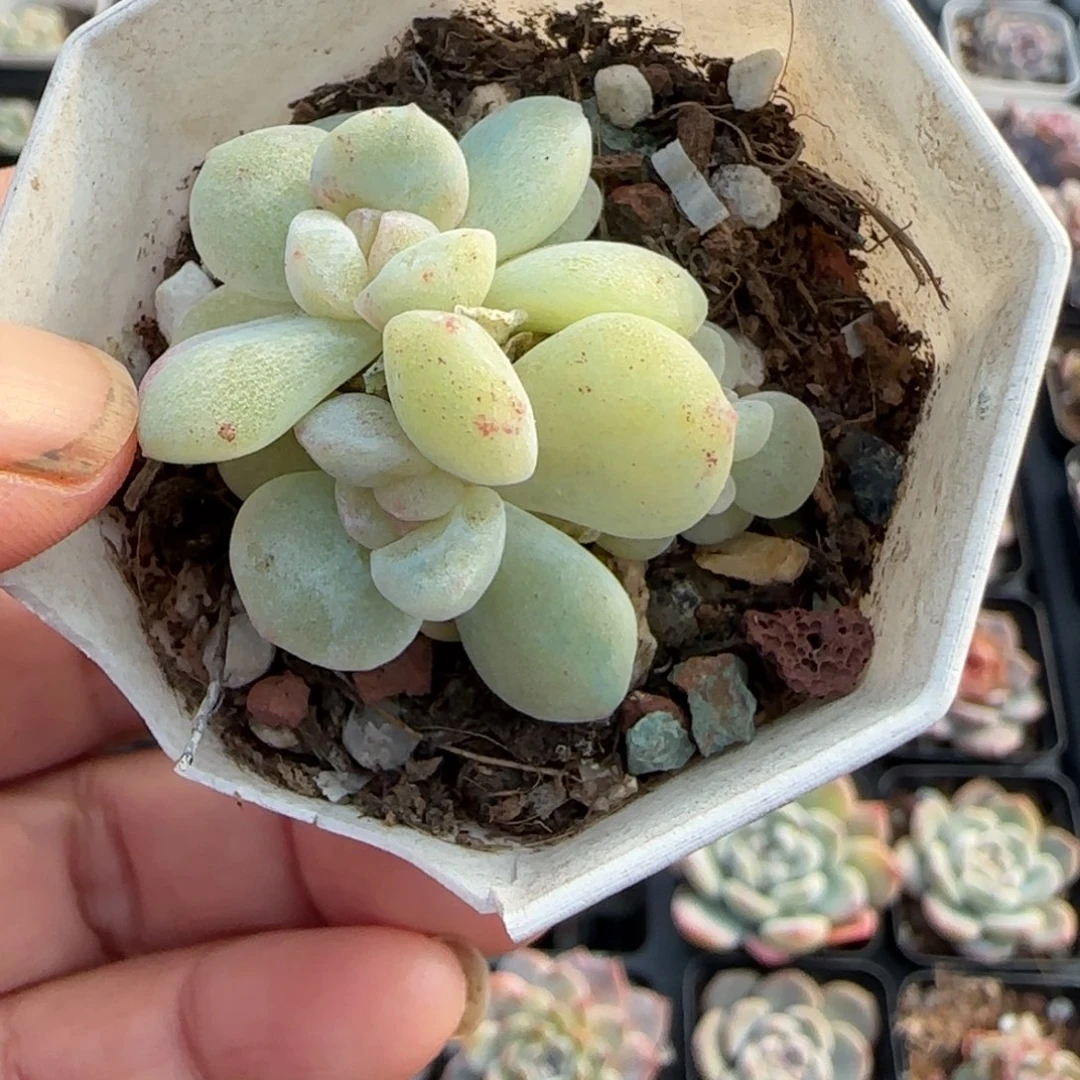 小卡拉米糖心一物一拍