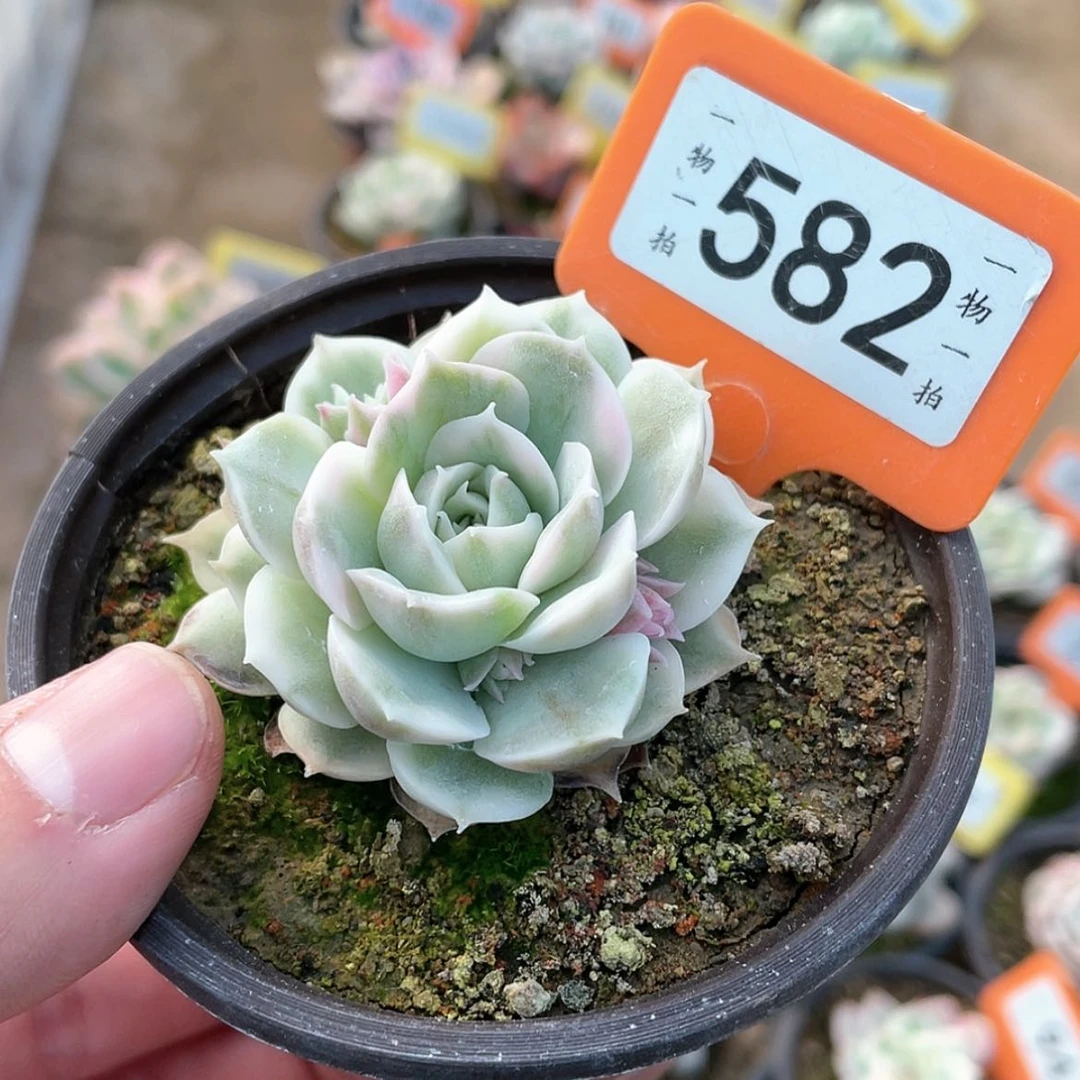 【闪购商品】582号