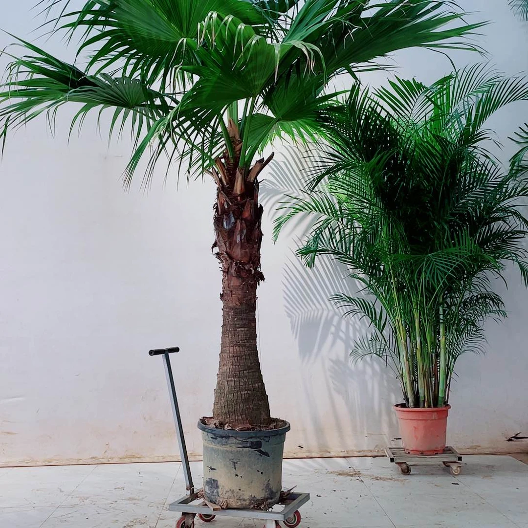 无花朵M5789009999