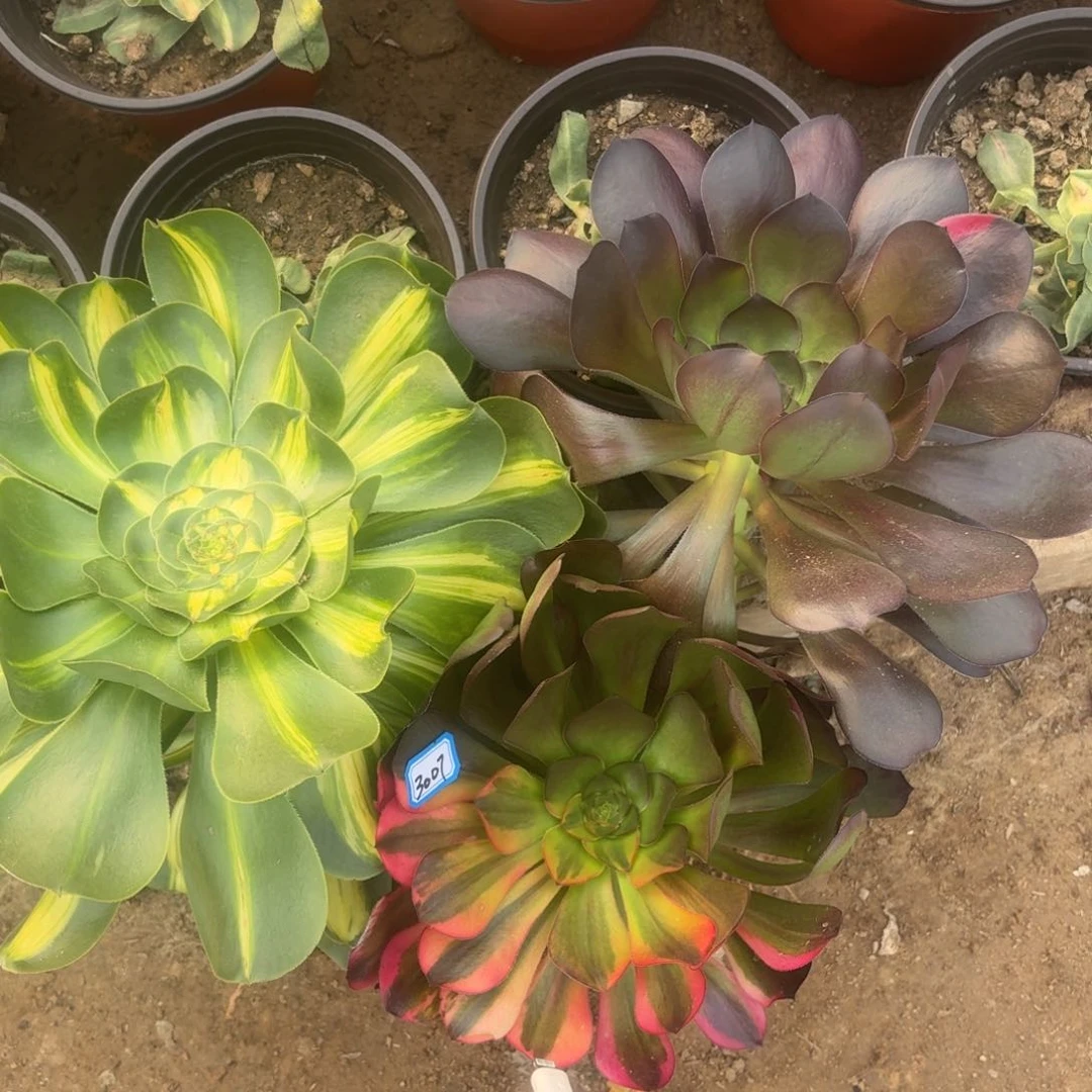 组合3颗法师多肉3007