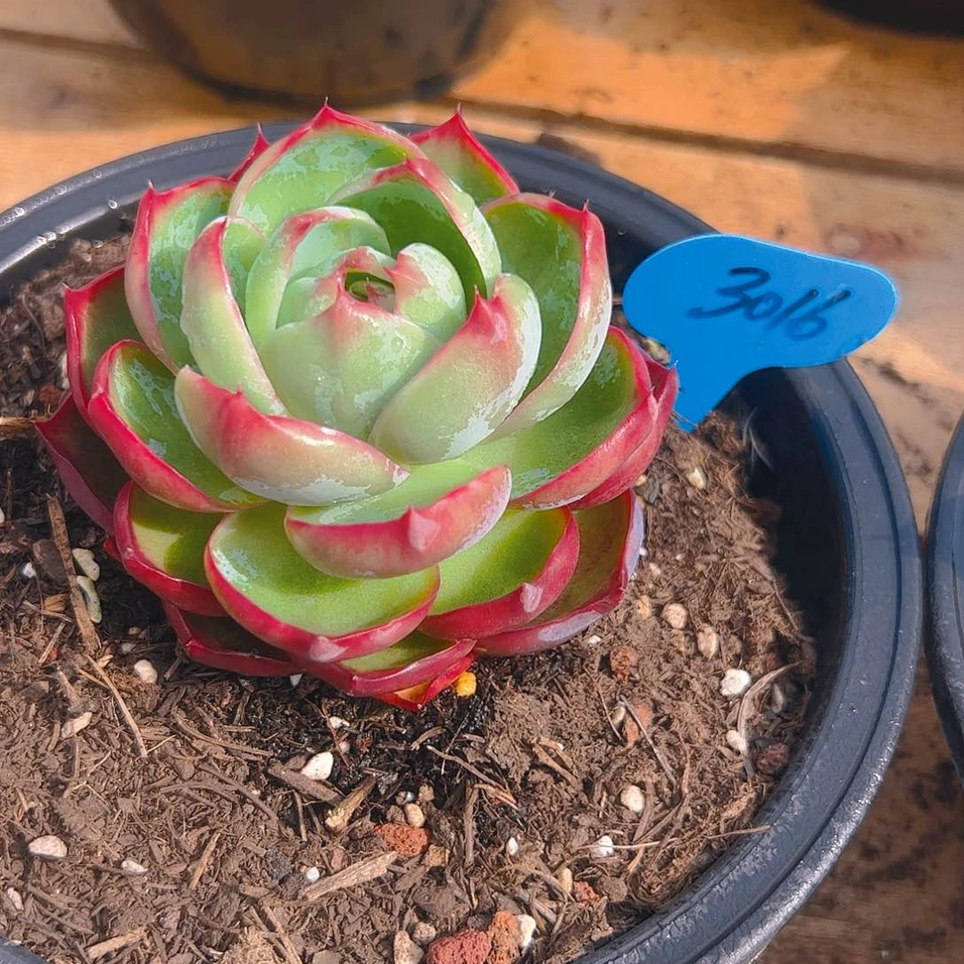 柚*子惊鸿仙子一物一拍3016号