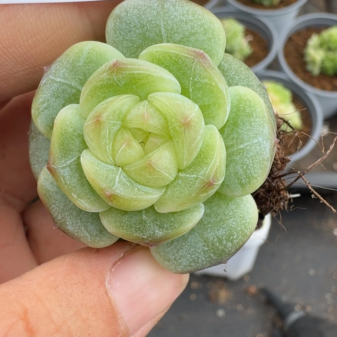 一物一拍一物一拍1030-218