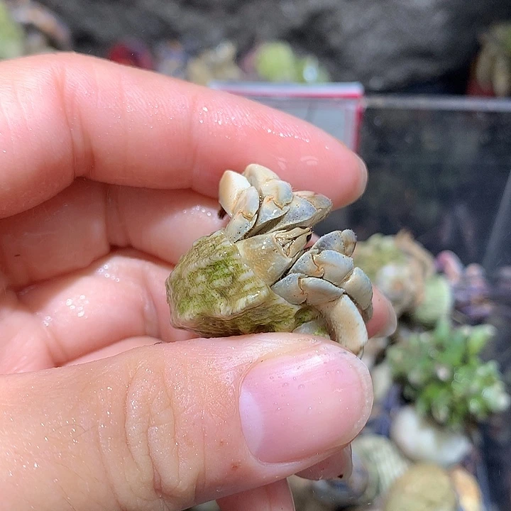 1.6口径紫路寄居蟹28号瑕