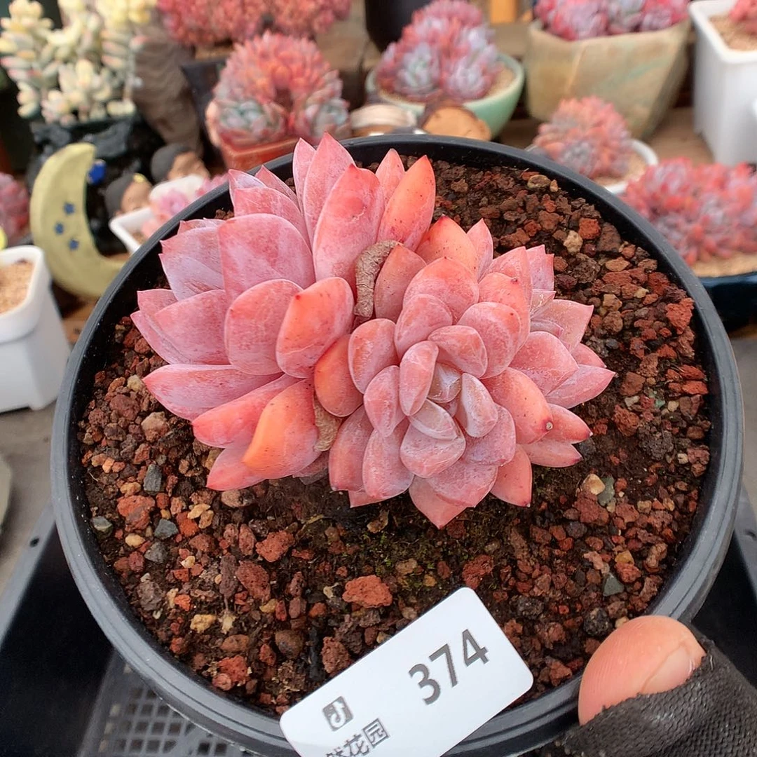 374雪天使多肉植物666