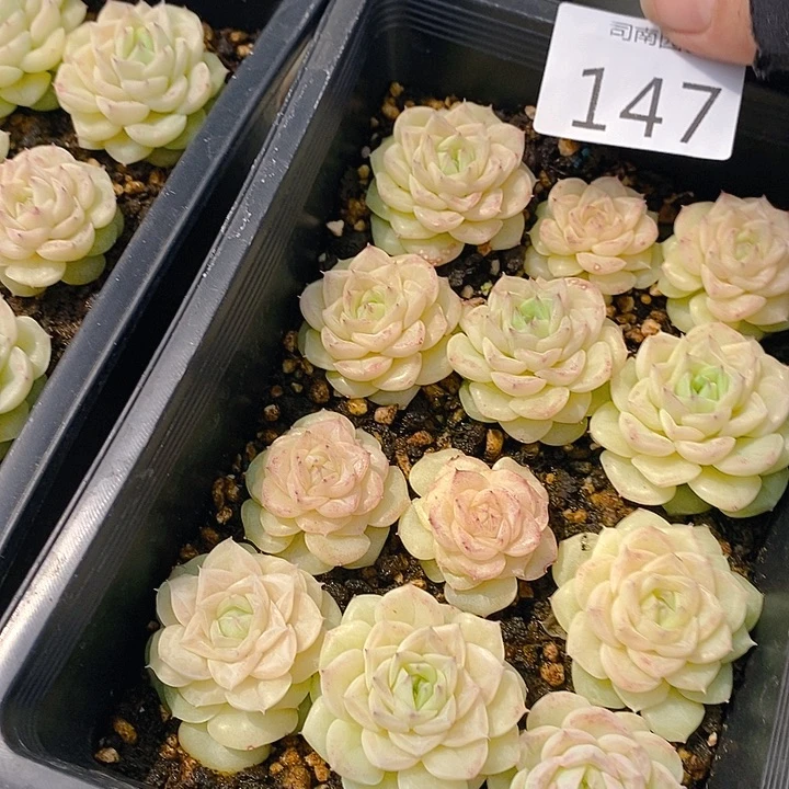 146-147 多肉植物盆栽花卉植物