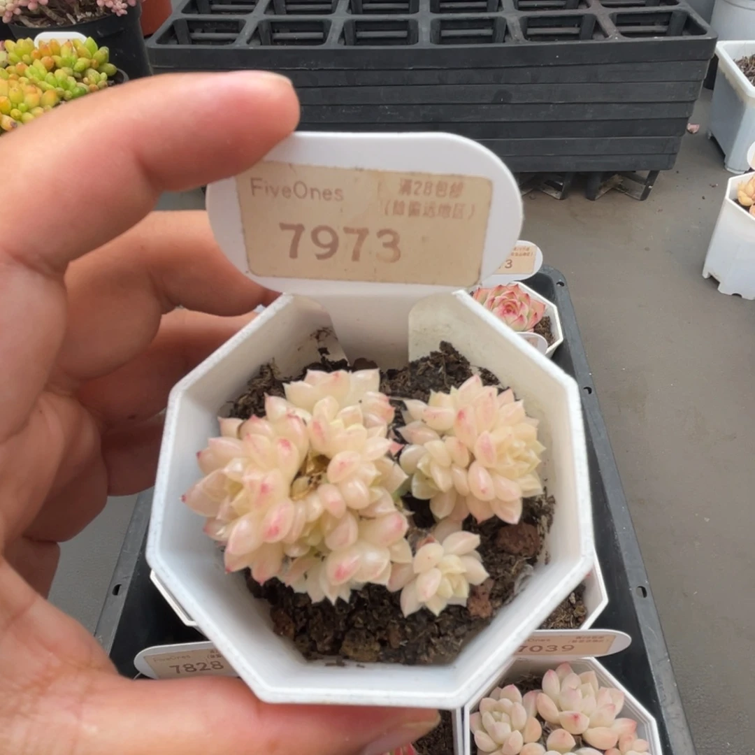 7973麦秆群4.0厘米