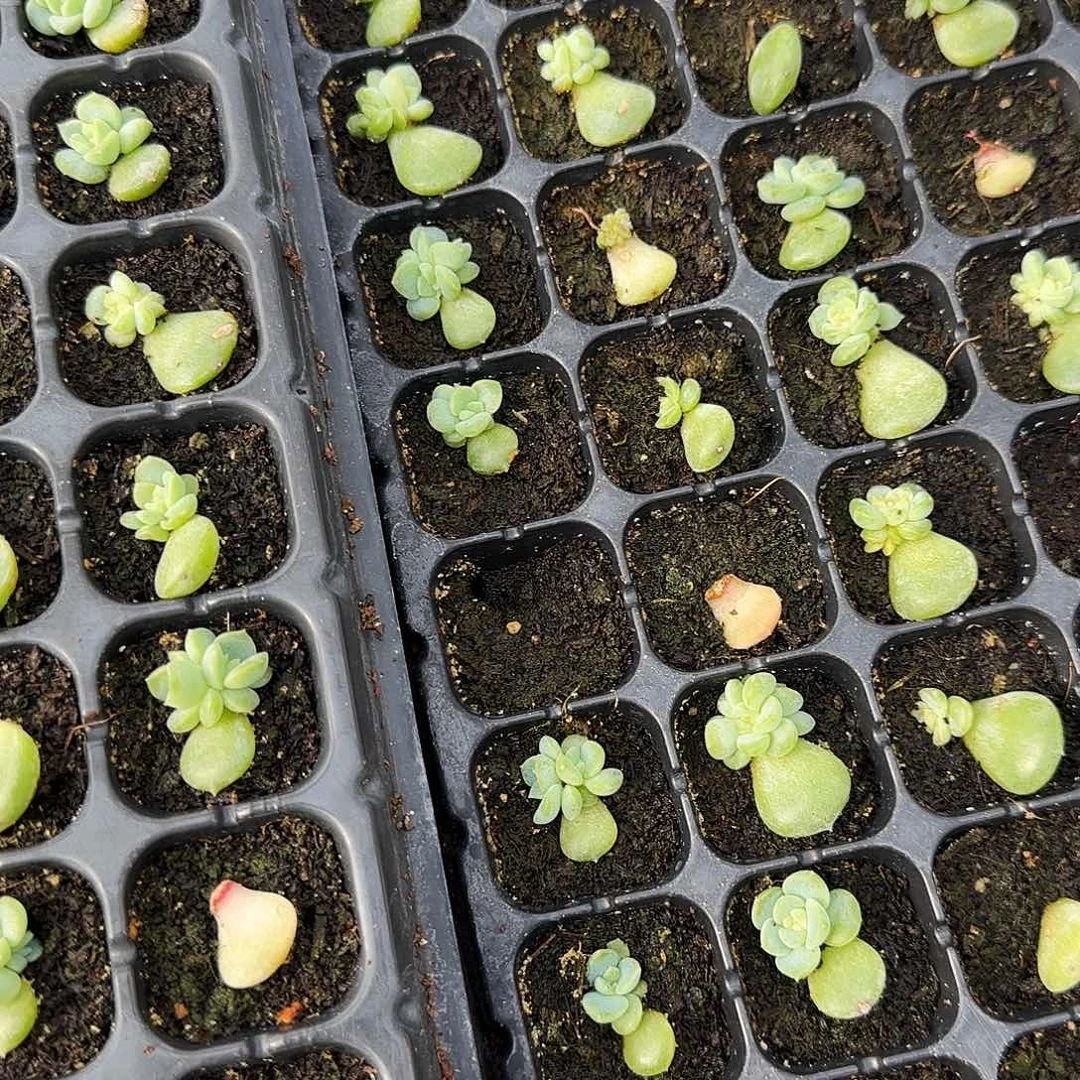 容止芝麻一个满25包邮