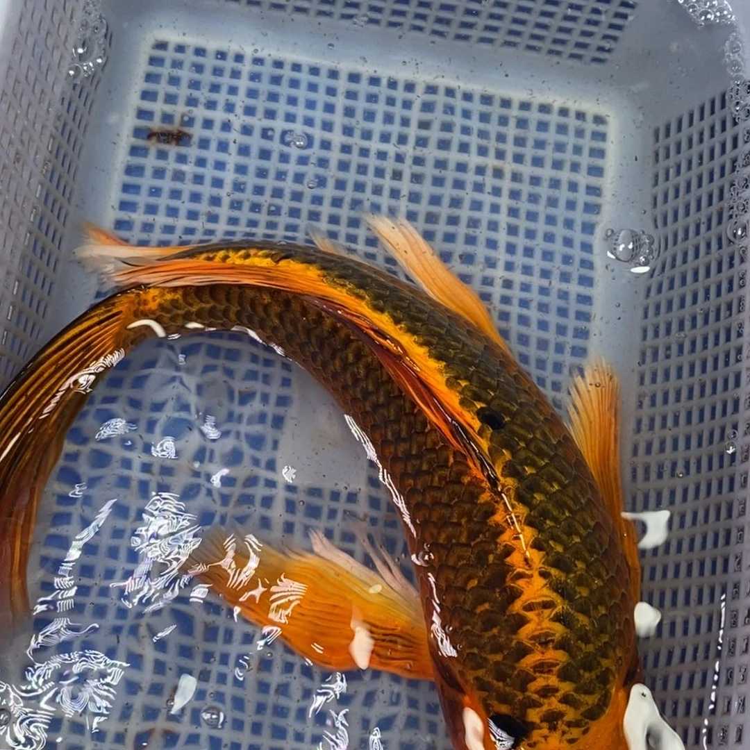 锦鲤冷水锦鲤包邮