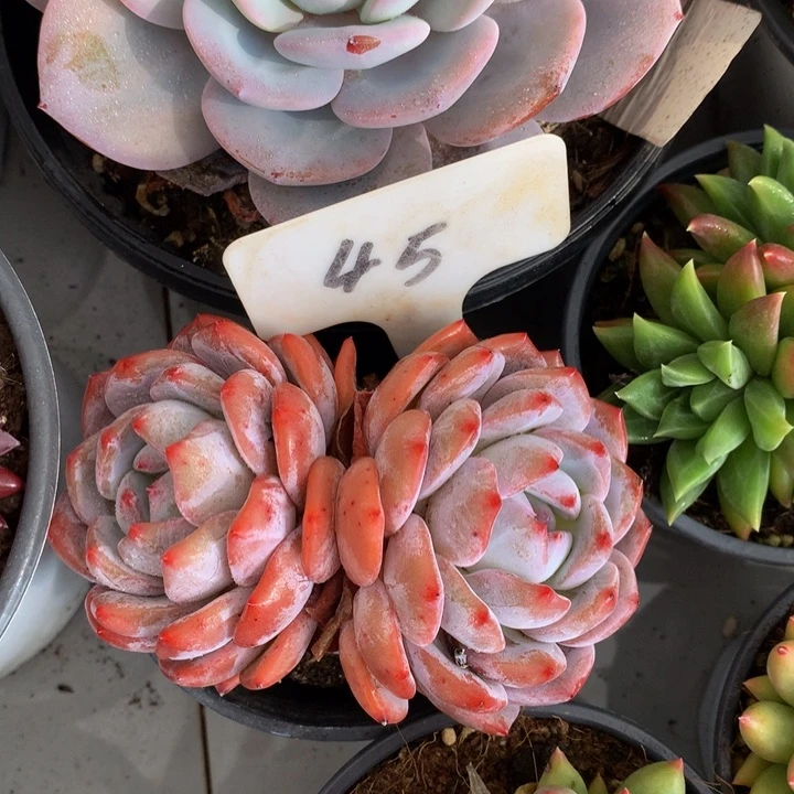 橙子多日子机器727273737