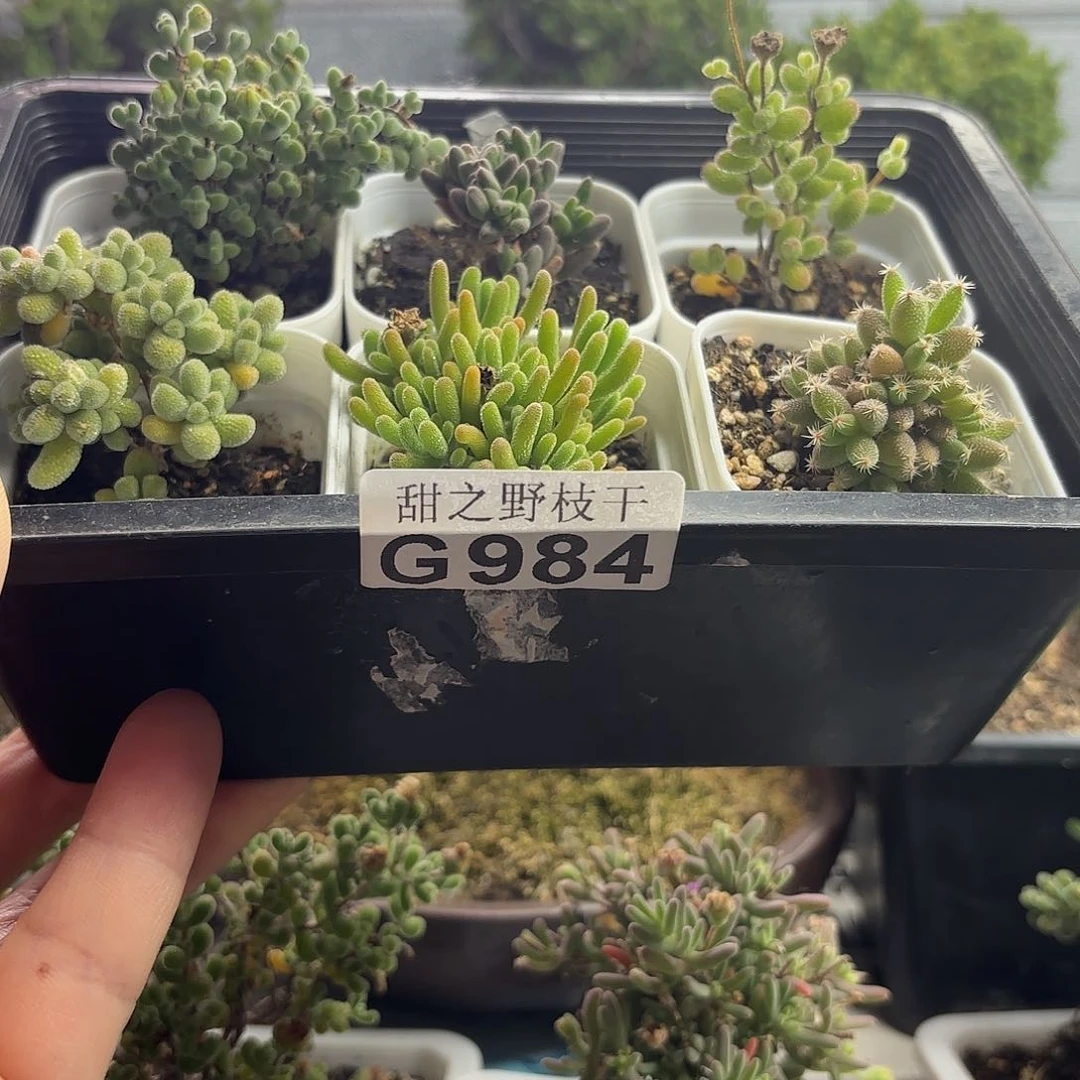 组合套餐枝干番杏984。