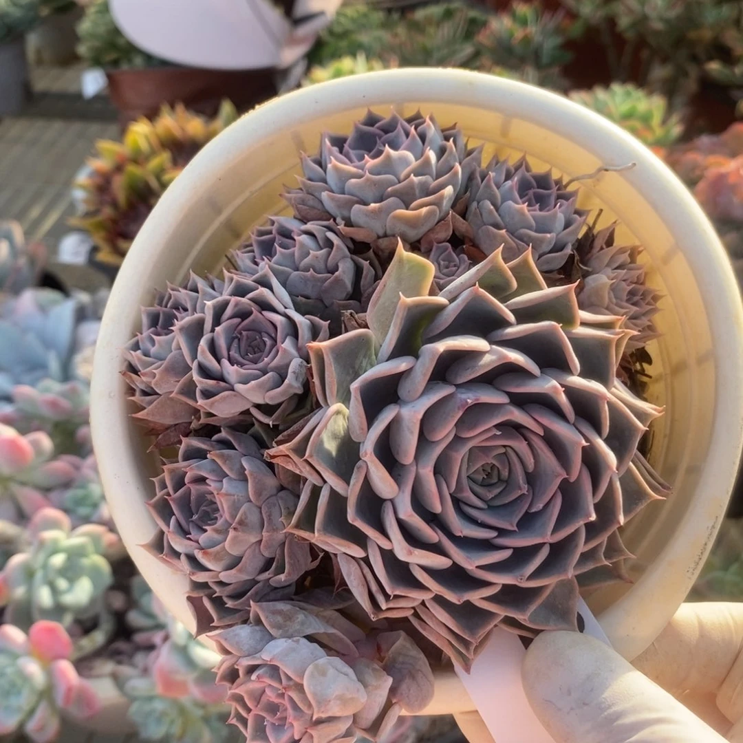 2967欧版海琳娜一物一拍