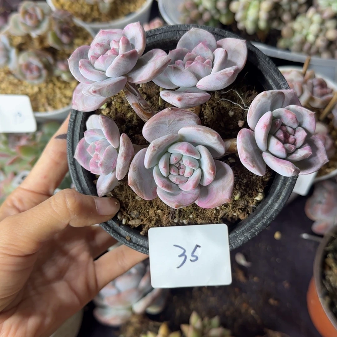星影5头一物一拍35
