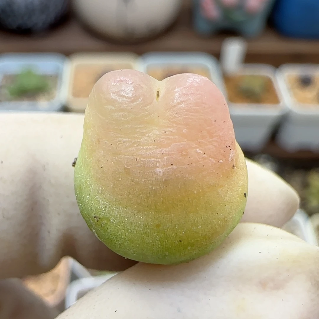 733日系大红拉登