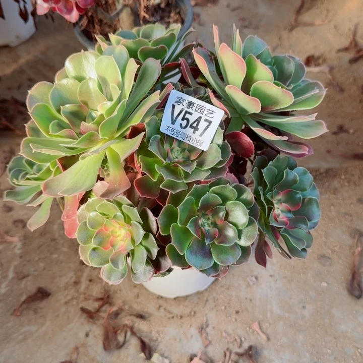 547香妃官服22左右2