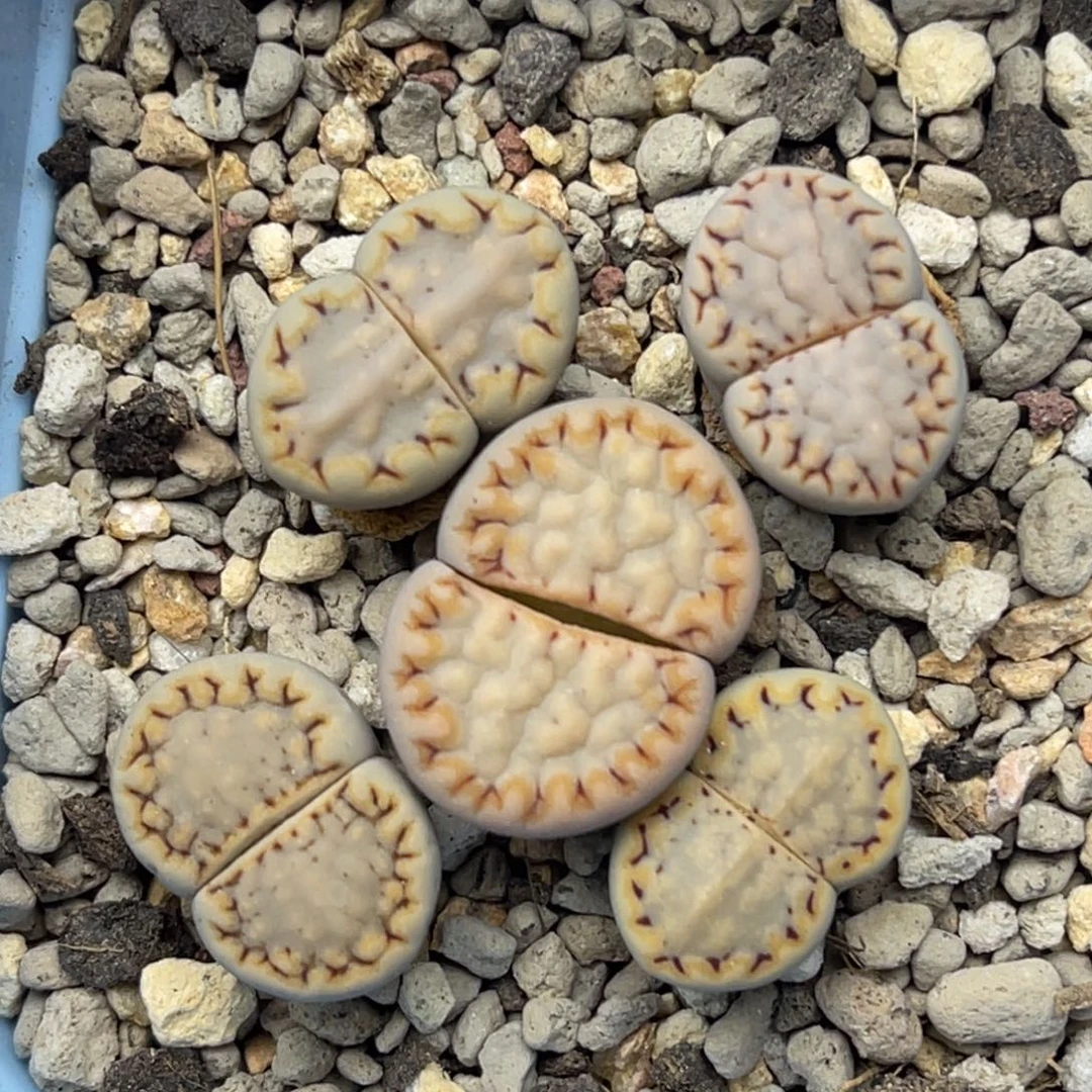 0957金边饼干五颗