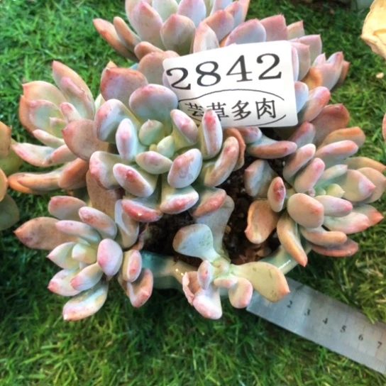 香蕉美人，2842，一物一拍