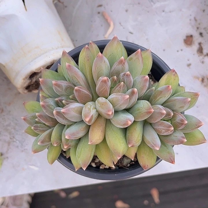 重楼朵朵15201多肉植物