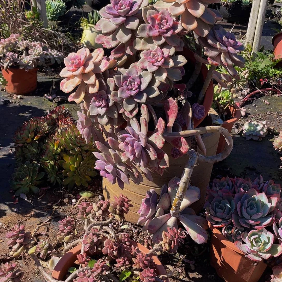 紫乐锦飘枝48多肉群生