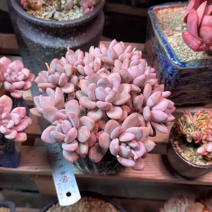 整舞多肉植物rengeguke