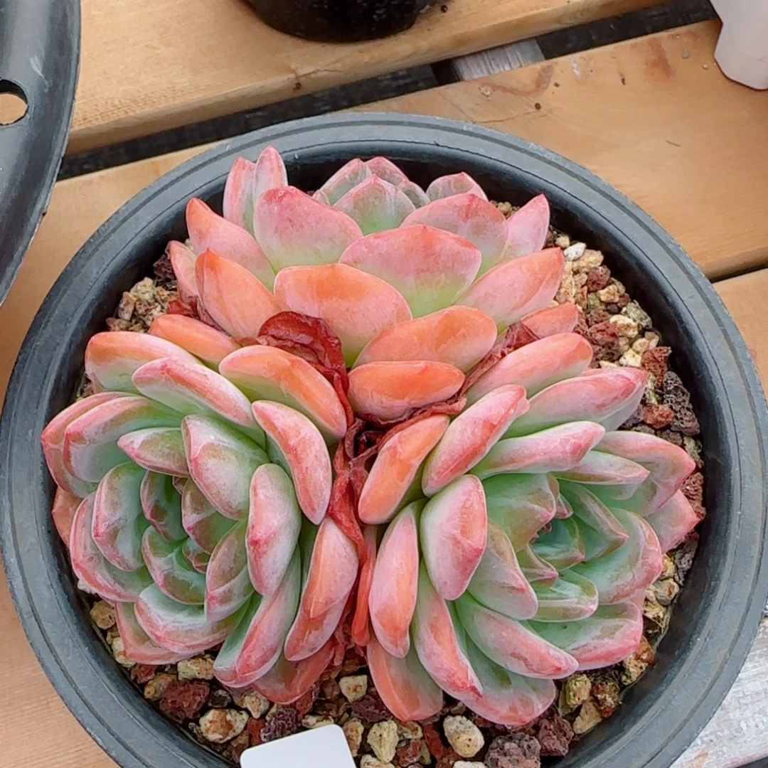 全明星，7110多肉植物