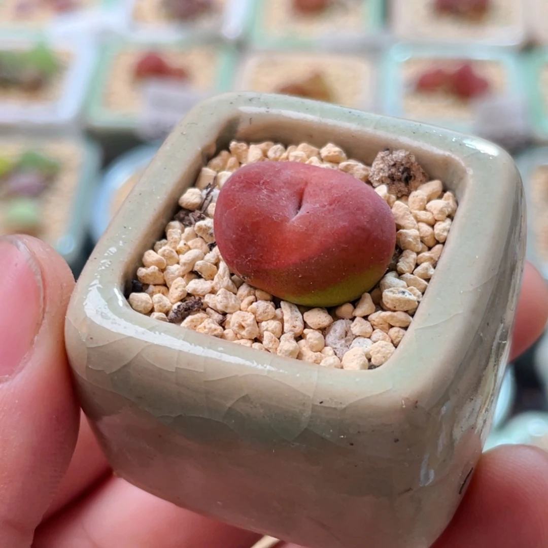 无花朵0780-一物一拍 带盆 水蜜桃1430.5