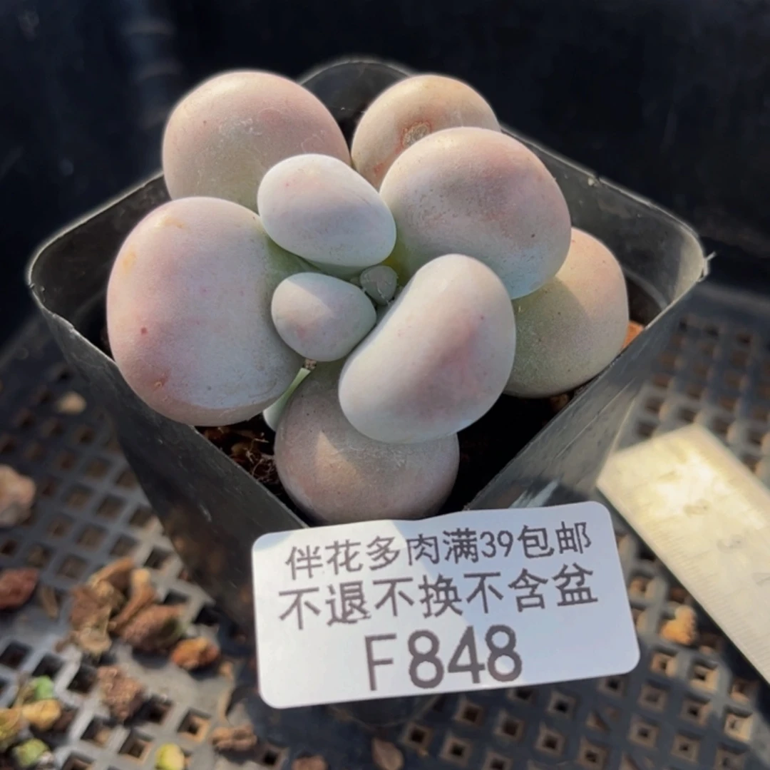 848-芭比奶多肉4cm