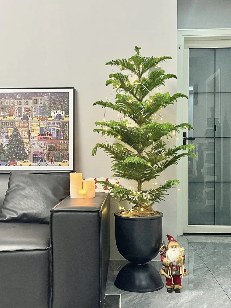 南洋松南洋杉澳洲杉树苗圣诞树网红植物花卉盆景绿植盆栽四季常青