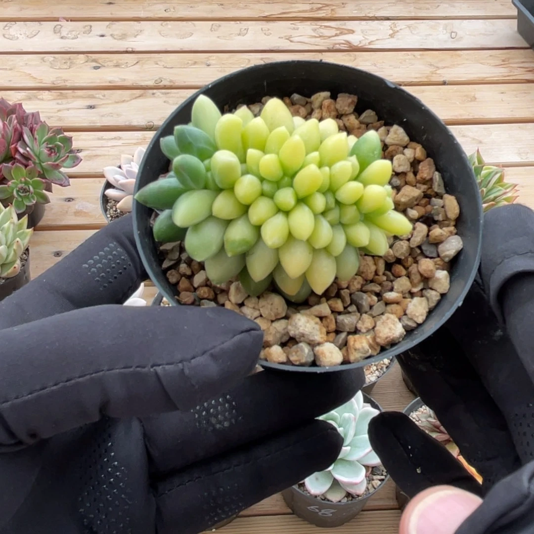 一物一拍不支持退换