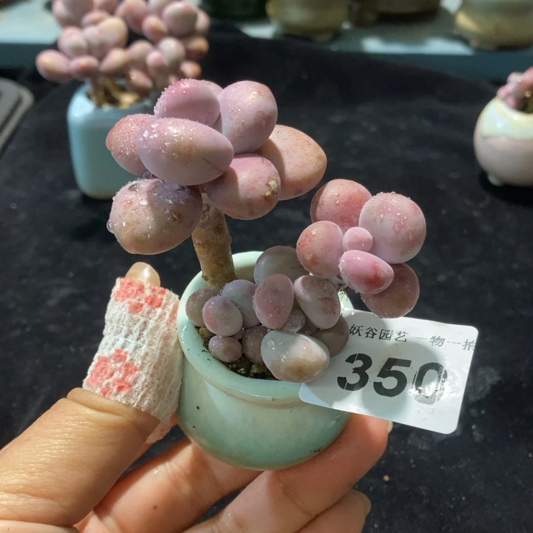 350糖果腰子蛋带盆土