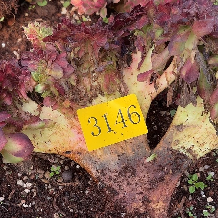 多肉植物福利3146
