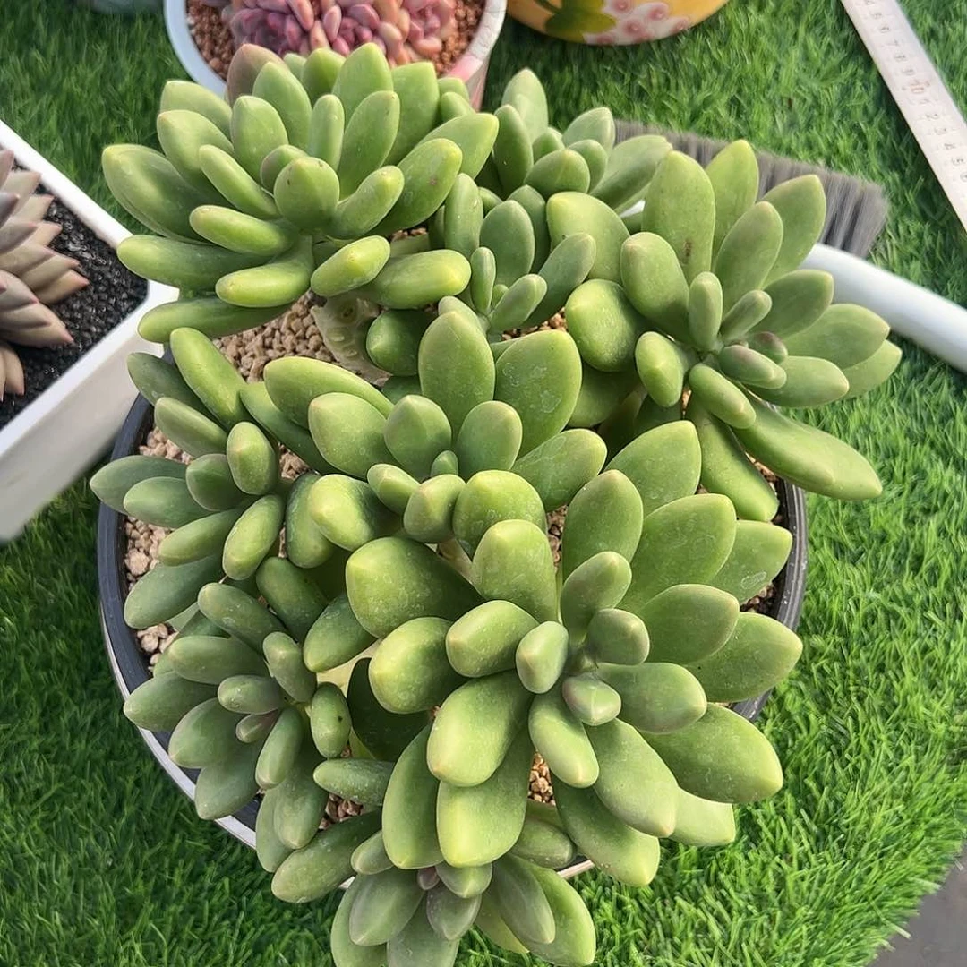 【闪购商品】芒果奶大群