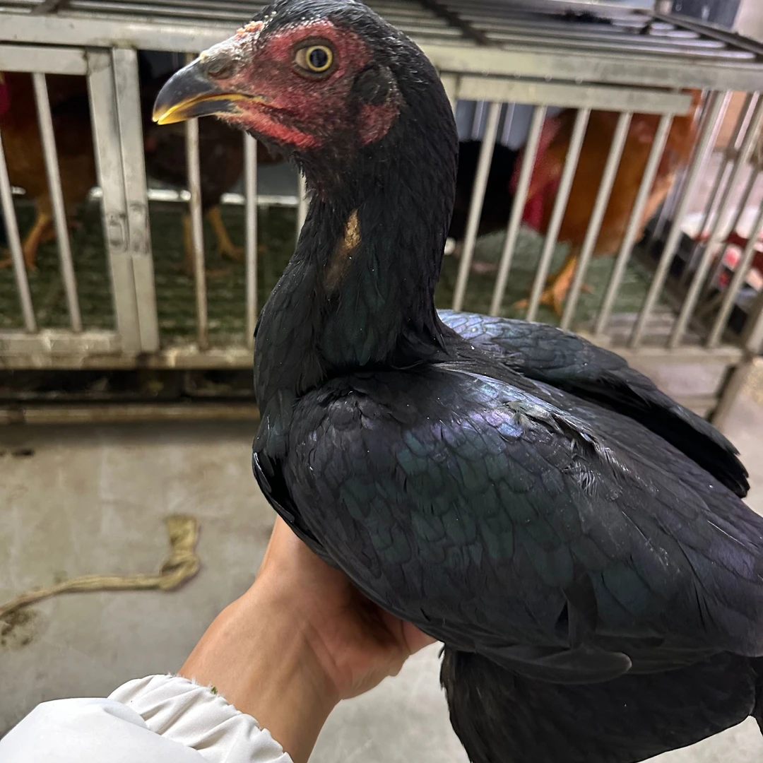 北海精选土炮：斗母鸡 包冰率10%以内