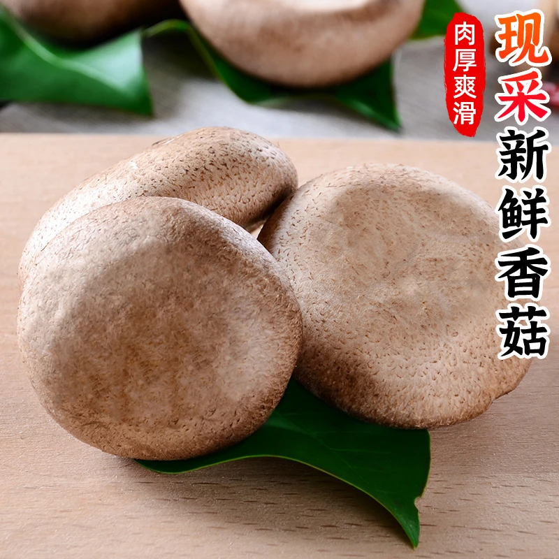 【肉厚爽滑】新鲜香菇0.5斤-5斤采摘菌菇蘑菇煲汤火锅菜冬菇蔬菜