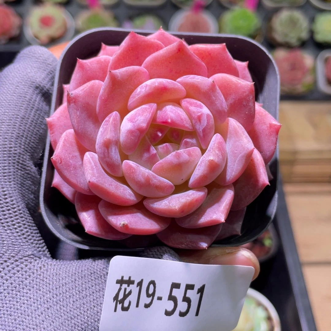 花利美19-551新品