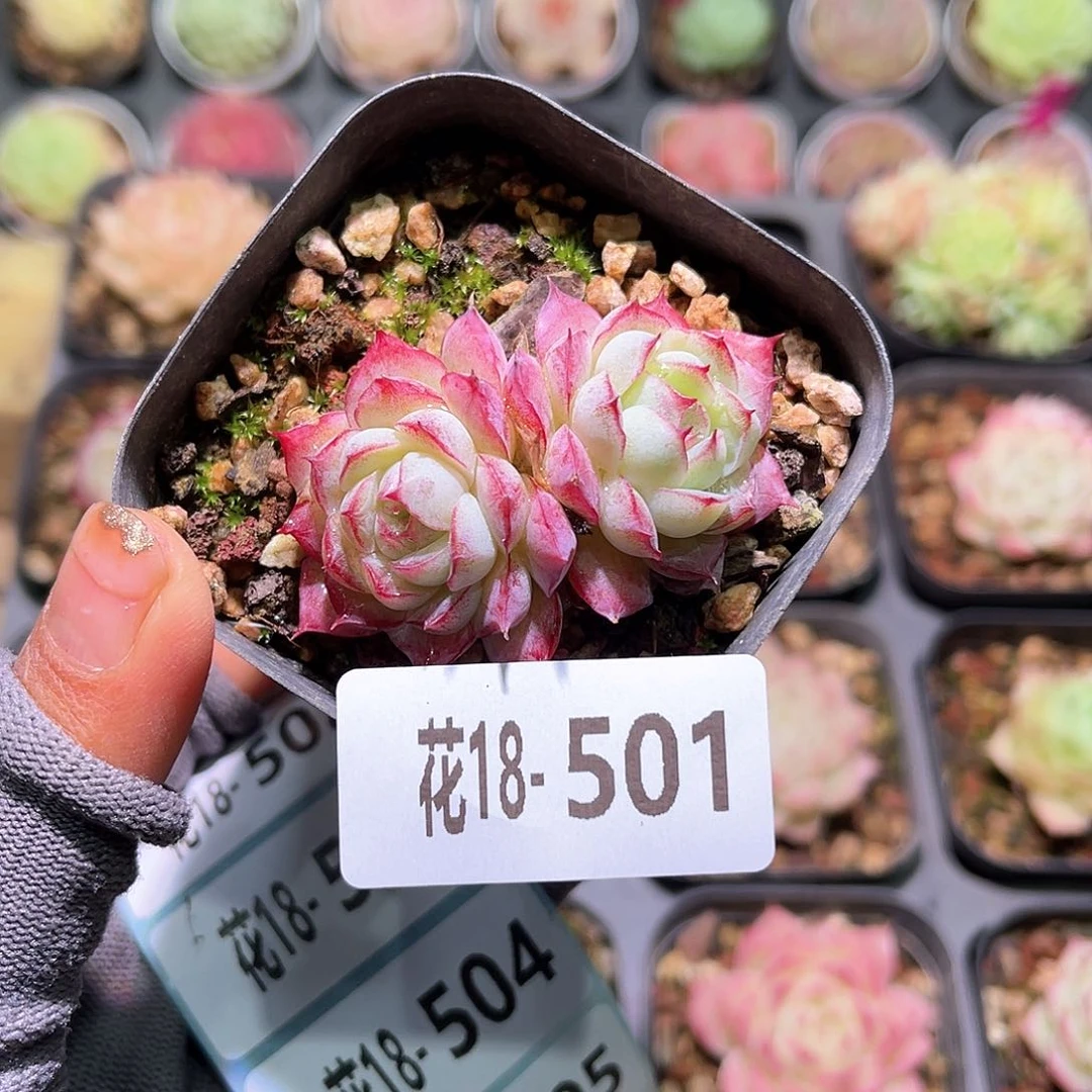 花18-501女王双头