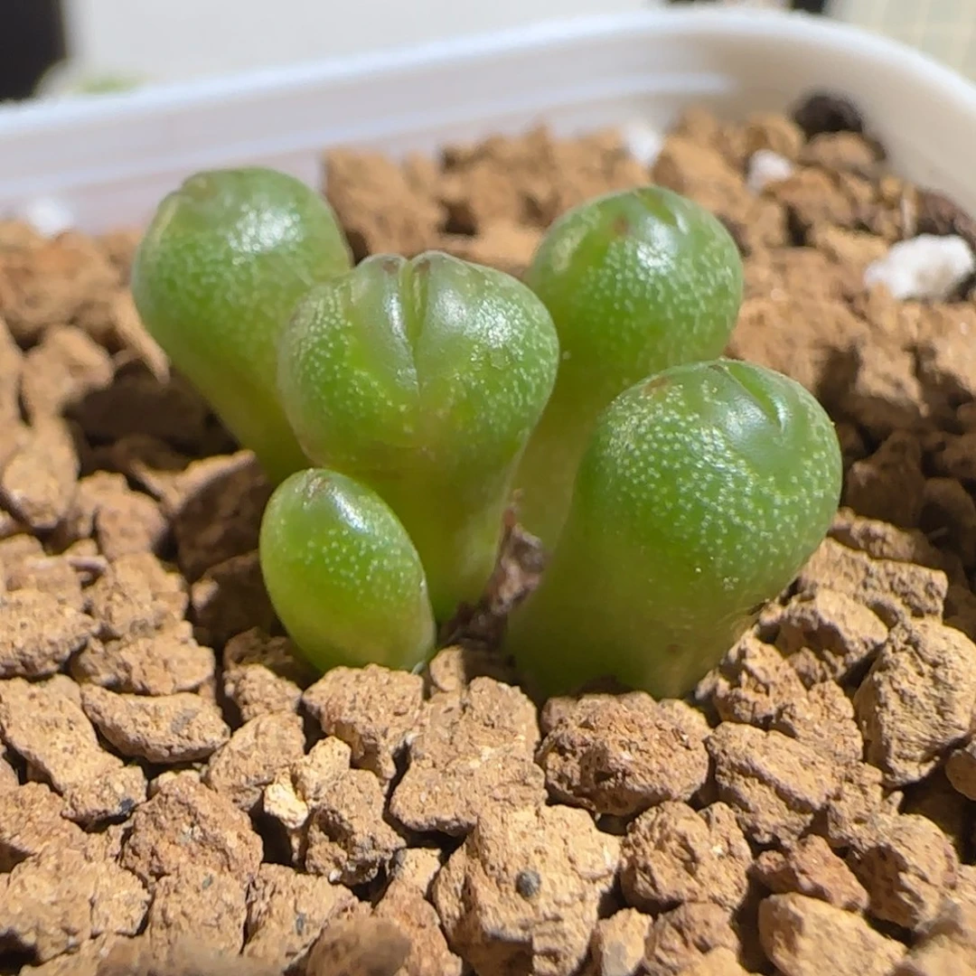 肉锥多肉植物组合-小海豚1274