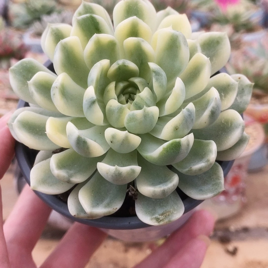 055月影精灵锦锦锦锦锦锦锦
