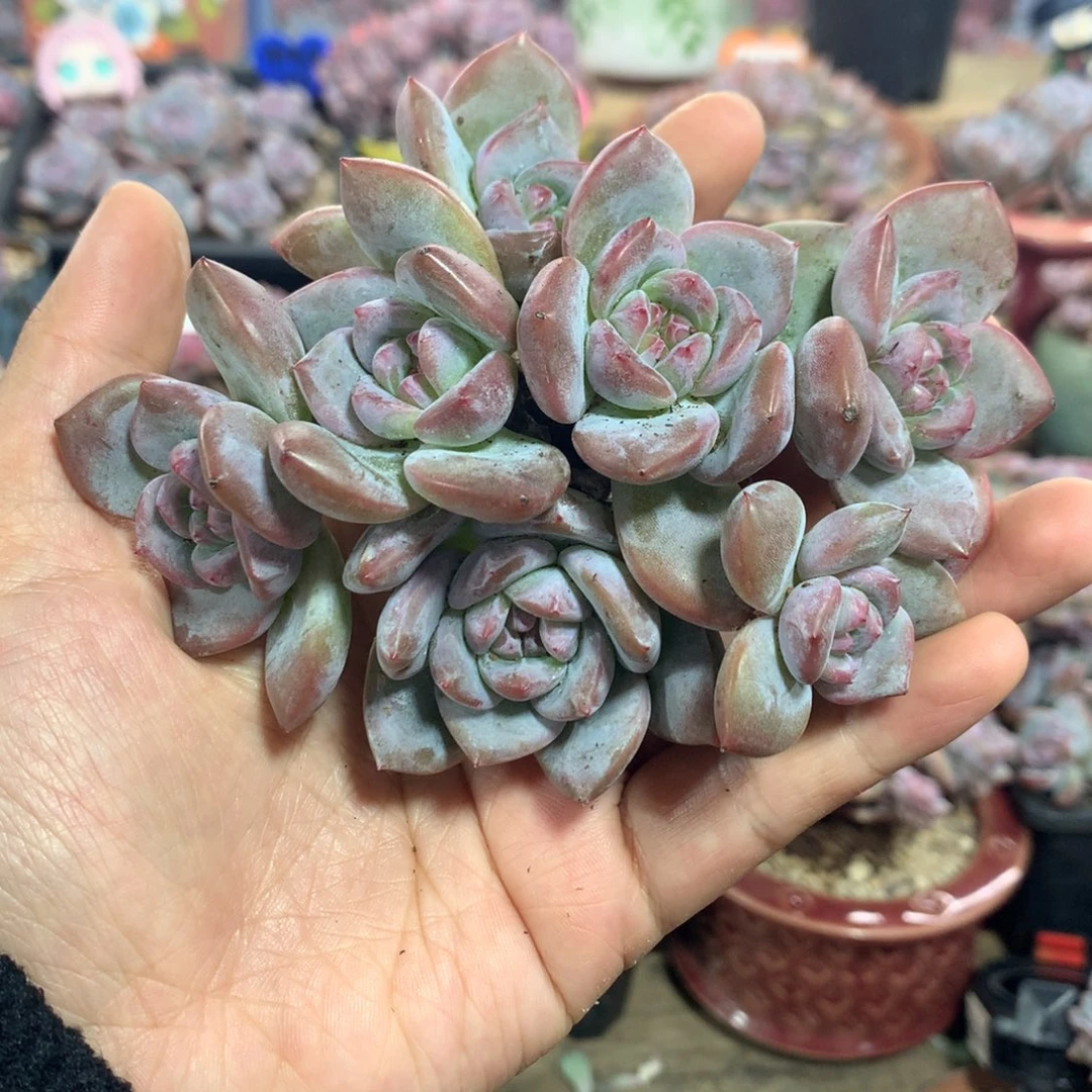 开播福利哈哈哈哈2