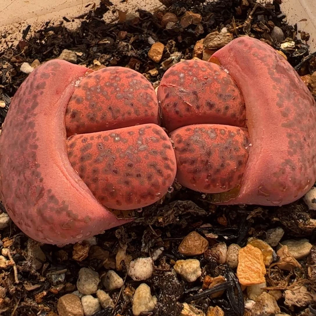 893多肉植物百科