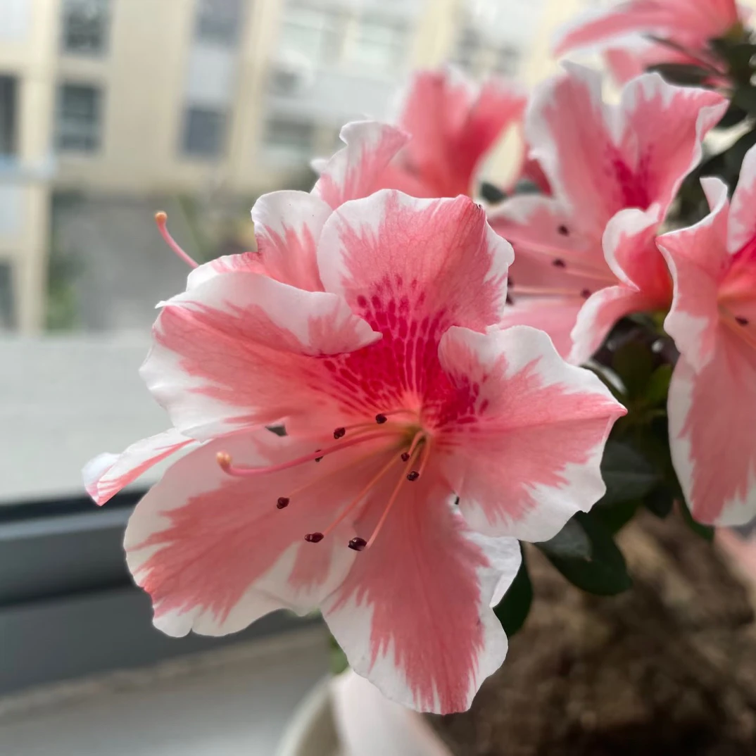 【百合·独杆】杜鹃花 四季开花 庭院阳台盆栽地栽均可种植